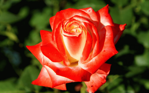 533887 (a): :2560x1600